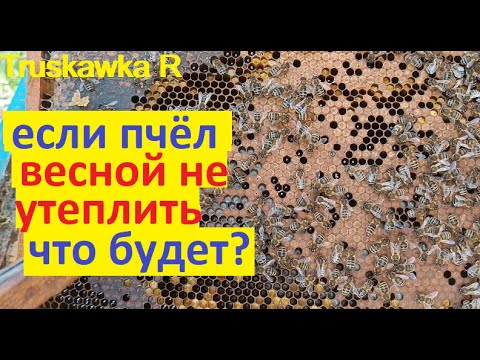 Видео: #пчёлы. Семья сможет развиваться без утепления гнезда? Какие результаты "холодной" весны. 21 день.