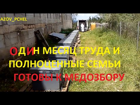 Видео: #Пчеловодстводствов6тирамочныхульях# Один месяц труда и полноценные семьи готовы к медозбору