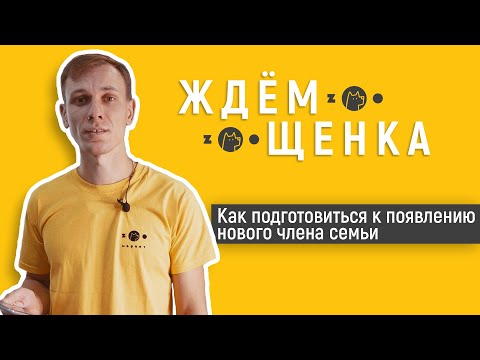 Видео: Как подготовиться к появлению щенка? Советы от ветеринара.