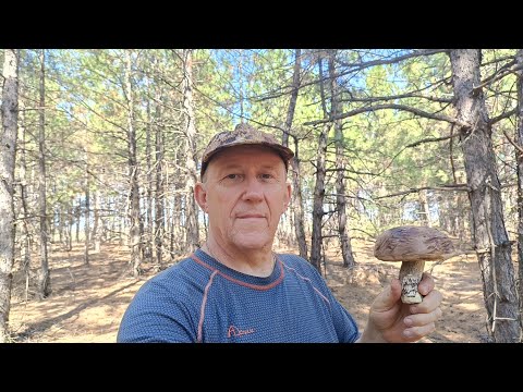 Видео: Грибная обстановка в лесах Ростовской области.