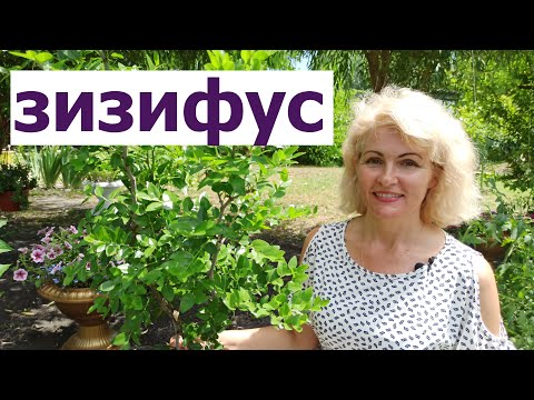 Видео: Зизифус. Все плюсы! УНАБИ, ЮЮБА, КИТАЙСКИЙ ФИНИК, ЗИЗИФУС