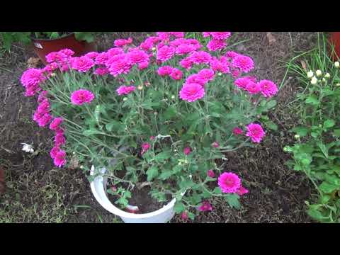 Видео: Осенние черенки хризантемы