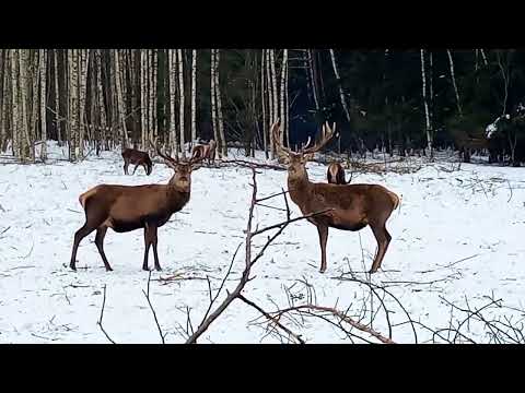 Видео: Запуск МТЗ в мороз "-39"