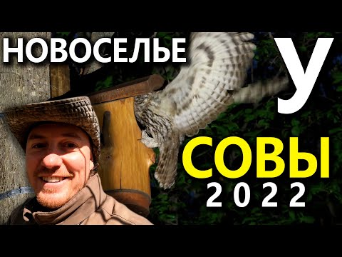 Видео: Новоселье у совы неясыти 2022