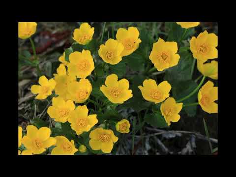 Видео: "Плаття твоє із ситцю".( Волиньська народна пісня)