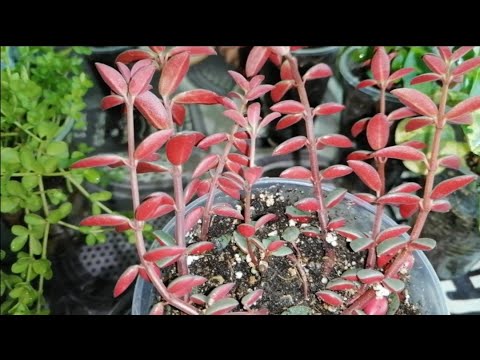 Видео: Комнатные цветы. Моя коллекция пеперомий.