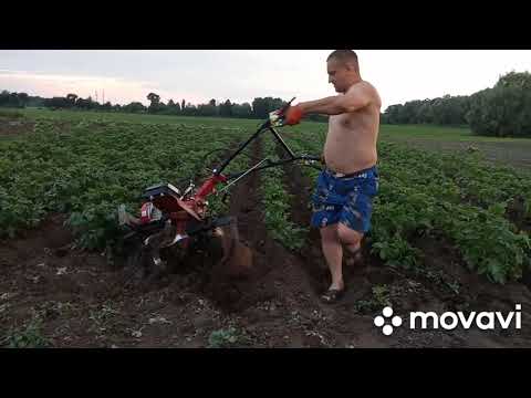 Видео: міжрядний обробіток картоплі методом Єфанова