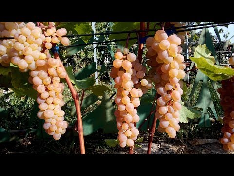 Видео: Укоренение /проращивание / черенков винограда. Отличный метод "БАВАРИЯ".