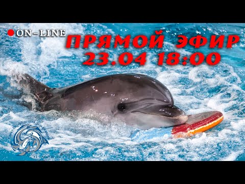 Видео: Тренировка с моржонком Лялей и дельфином Музой в Санкт-Петербургском Дельфинарии