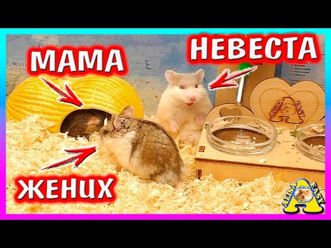 Видео: ХОМЯК идет в ГОСТИ к невесте Милке / Реакция Ореши на ЖЕНИХА / Свадьба 6 серия  / Alisa Easy Pets