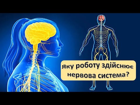 Видео: Урок 86.  Яку роботу здійснює нервова система? Нервова система людини. Я досліджую світ 3 клас.