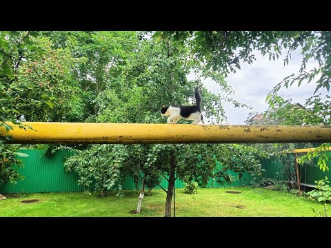 Видео: Наше житье-бытье глазами гостей