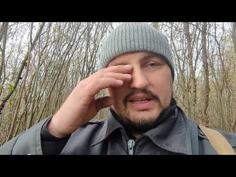Видео: Охота на бобра. Кадры с фотоловушки. 