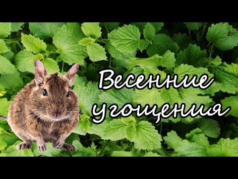 Видео: Чем угостить дегу в мае? Экономим на корме :)