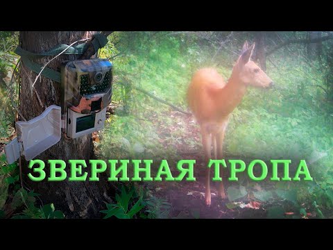 Видео: Оставил ФОТОЛОВУШКУ на звериной тропе Фотоловушка в лесу