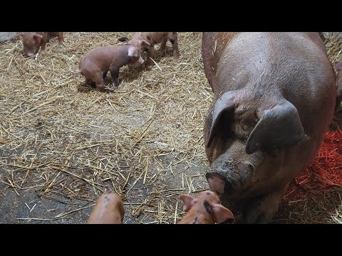 Видео: //Рыжий ЛАНДРАС-это ССССупер Порода свиней🔥🤣👍👍👍//