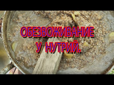 Видео: ОБЕЗВОЖИВАНИЕ У НУТРИЙ. Симптомы и как избежать.