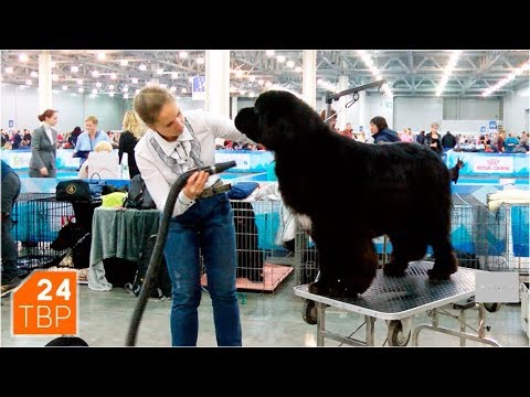 Видео: Ньюфаундленд и ландсир – две довольно большие разницы | Элита | ТВР24 | Сергиев Посад
