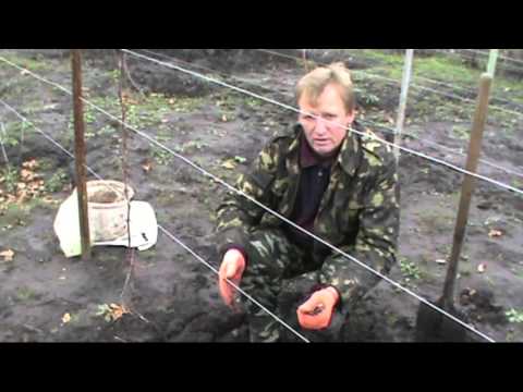 Видео: Обрезка и укрытие винограда первого года посадки