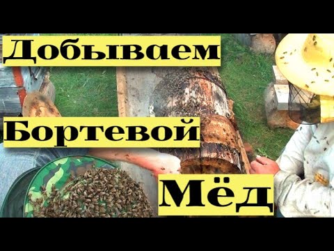 Видео: Добываем бортевой мёд. Пересаживаем пчёл из ловушек #27