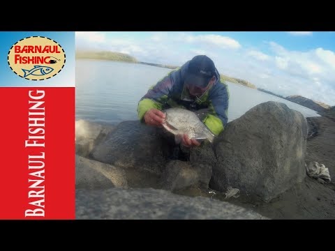 Видео: Рыбалка на ОБИ ! ЛОВЛЯ ЛЕЩА (Barnaul Fshing)
