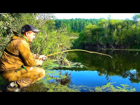 Видео: ЗАБЫЛ УДОЧКУ, НО КАРАСЕЙ НАТАСКАЛ!!! НА ПАЛКУ...