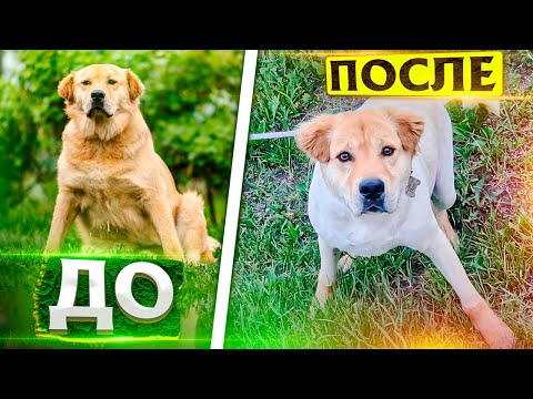 Видео: Подстригли Перса на лето 2022. Моя реакция.