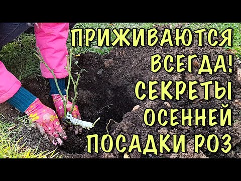 Видео: ХОТИТЕ чтобы РОЗЫ НЕ ПОГИБЛИ? Посадите ИХ ТАК! Посадка РОЗ ОСЕНЬЮ! ПОДРОБНАЯ ИНСТРУКЦИЯ для НОВИЧКОВ