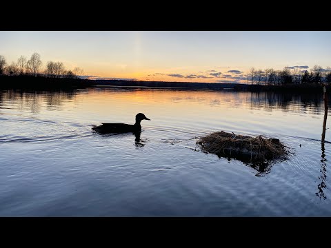 Видео: ЗАКОЛДОВАННАЯ УТКА! Охота с подсадной без лишних слов. Весенняя охота на селезня.