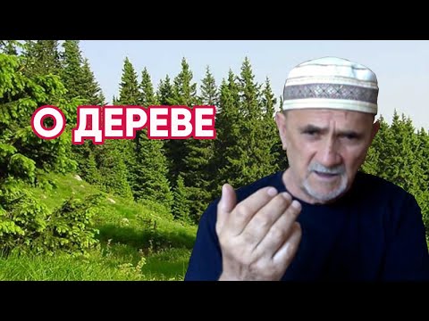 Видео: Дерево для скрипки. Из какого дерева делают скрипки. Выбор дерева для скрипки.