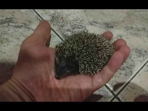 Видео: Приручил Ёжика дикого.