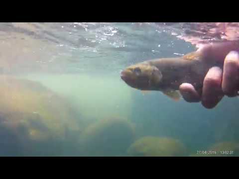 Видео: Попали на Бешеный Клёв Форели в Армении / Epic Trout Fishing in Armenia