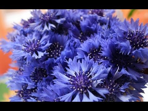 Видео: Міхась Лынькоў "Васількі"