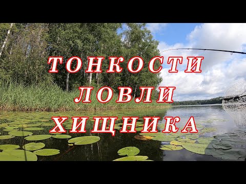 Видео: ТОНКОСТИ Ловли Хищника! Где найти рыбу если НЕ КЛЮЁТ! Как Поймать!