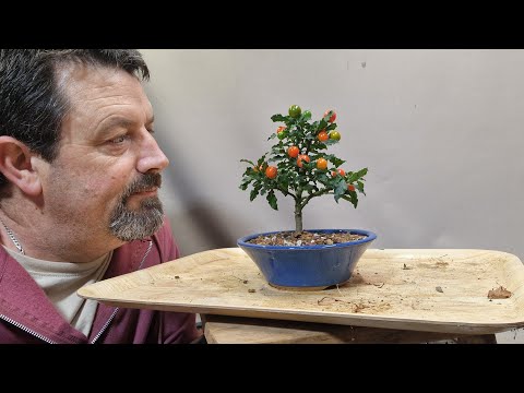 Видео: Начинаем выращивать бонсай из зимней вишни