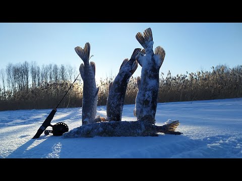 Видео: Ловим пассивную ЩУКУ на БАЛАНСИР и  ОКУНЯ на МОРМЫШКУ в глухозимье. Зимняя рыбалка 2021