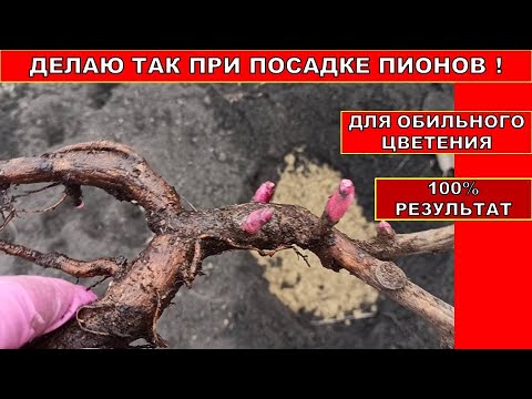 Видео: ПОСЛЕ ТАКОЙ ПОСАДКИ ВЕСНОЙ ПИОНЫ ЦВЕТУТ КАК СУМАСШЕДШИЕ 😜🌷ТАК САЖАЮ ПИОНЫ ИТО ГИБРИДЫ И Травянистые