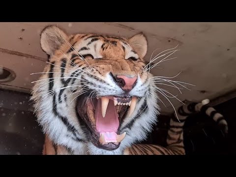 Видео: Тигр Ройс очень напугался /Tiger Royce was very scared