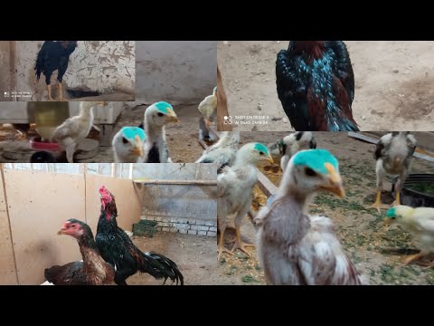 Видео: КУРТИГА ДОРИ ФарходТВ в прямом эфире!