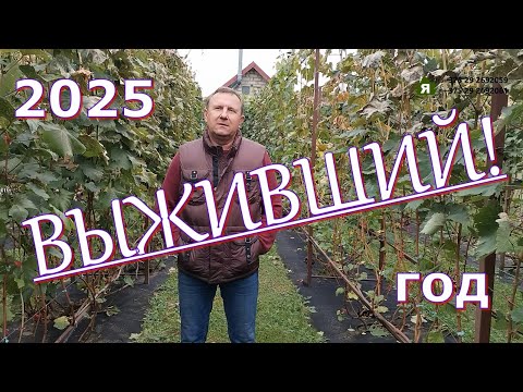 Видео: Сентябрьские заморозки или промежуточные итоги. Виноградник Ярмолича Николая.