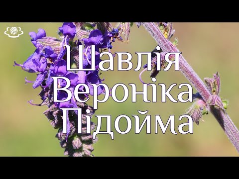 Видео: Шавлія Вероніка Підойма