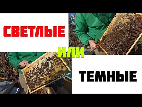 Видео: На каких рамках зимовать на светлых или темных