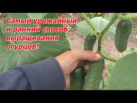 Видео: Попробуйте вырастить ТАК хотя бы несколько кустов огурца!