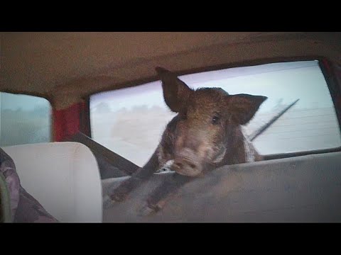 Видео: ДИКИЙ КАБАН ВЫШЕЛ ИЗ ПОД КОНТРОЛЯ/ КАК Я КАБАНА В ОКЕ  ПЕРЕВОЗИЛ/