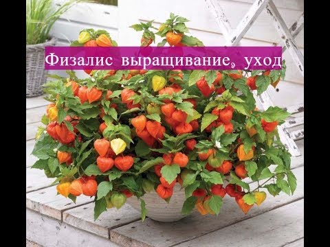 Видео: Физалис выращивание, уход