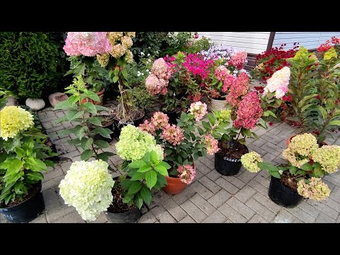 Видео: Панателла, Панфлора,Пандора,Пандалус,Пантеон - низкорослые сорта метельчатой гортензии немецкой сел.