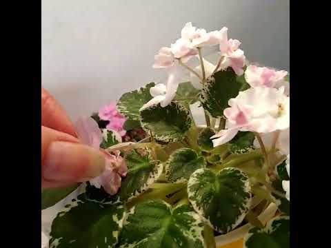 Видео: #255 Такие разные розетки минифиалки АВРОРА