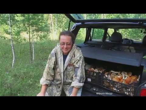 Видео: Вот оно- счастье грибника! Поляны подосиновиков!