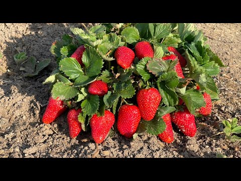 Видео: Всего 1 ЛОЖКА под клубнику! Завалит ягодами раньше срока! СРОЧНО внесите уже сейчас под каждый куст!