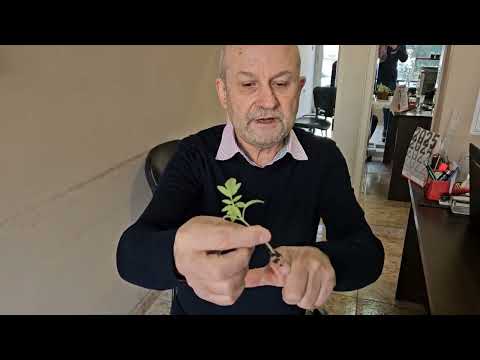 Видео: Пикиране издължен разсад домати.